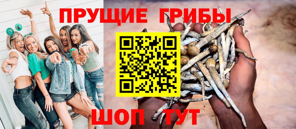 Псилоцибиновые грибы Psilocybe  Вход с VPN  Киселёвск 